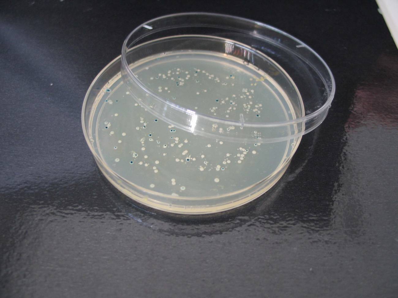 Placa Petri con colonias de bacterias creciendo en un sustrato azaroso. 