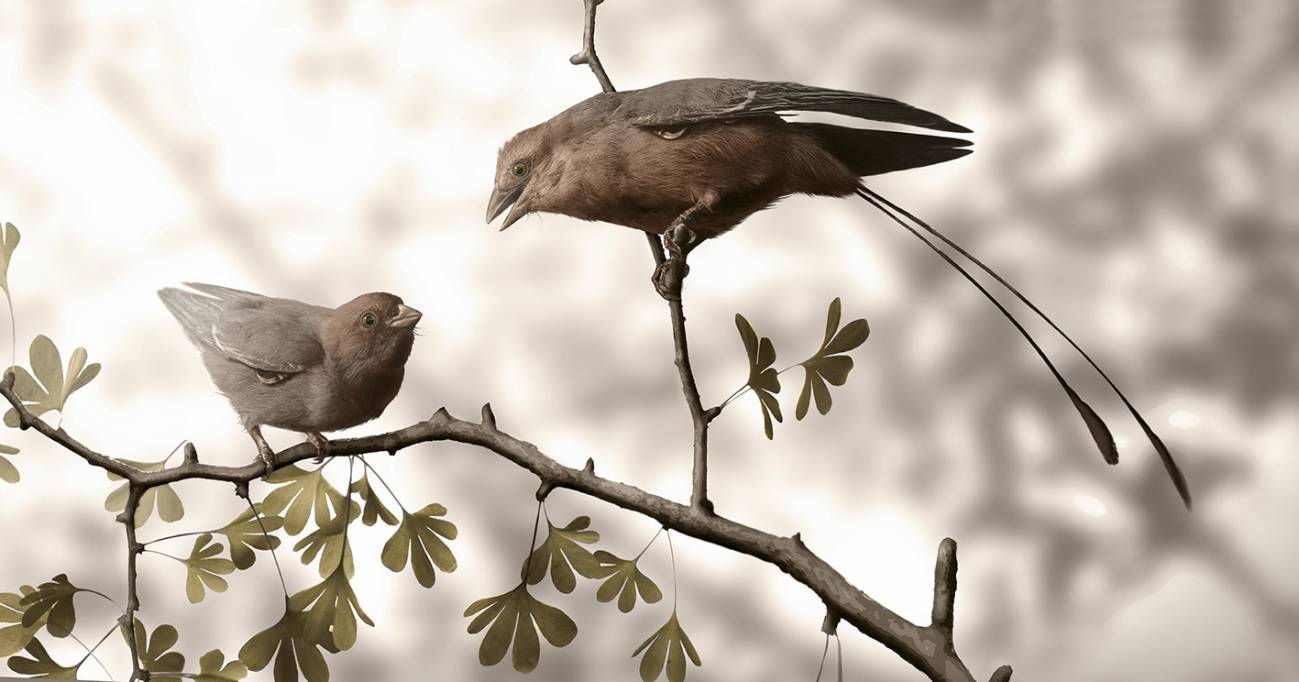 Primer caso de identificación de sexo en un ave prehistórica
