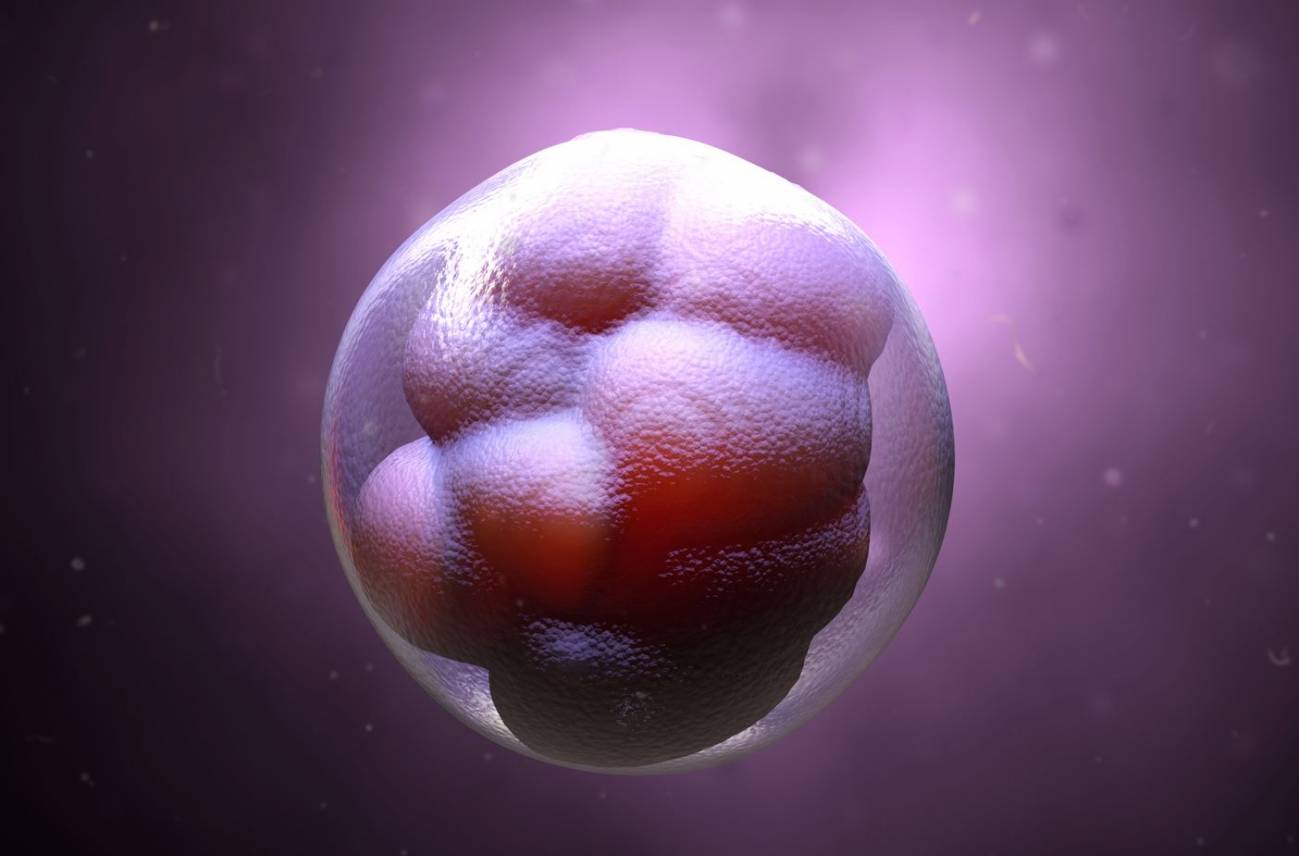 Embrión en etapas iniciales de desarrollo