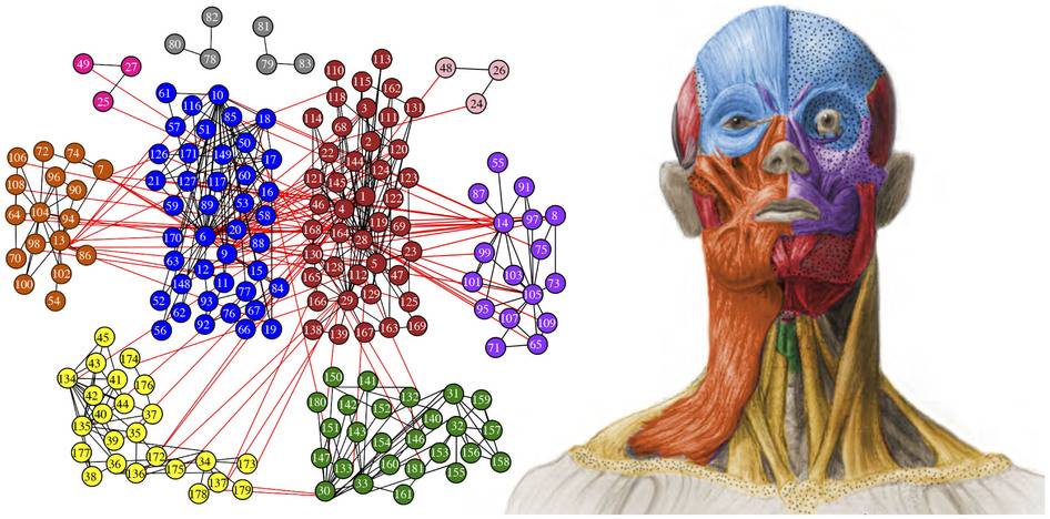 Imagen de torso humano que diferencia en diversos colores los módulos de la cabeza  identificados a través de AnNa, donde se incorporan huesos, músculos y cartílagos. Figura de Christopher Smith.