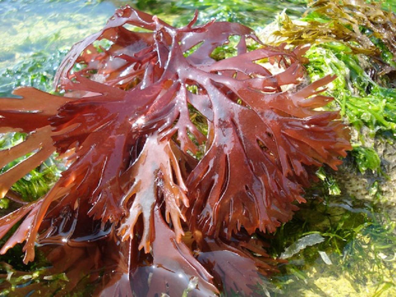 Protectores solares más eficientes y duraderos inspirados en algas marinas