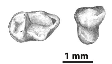 Dibujo de dos de los dientes de Pseudoloris cuestai encontrados en Mazaterón. Marta Palmero. ICP