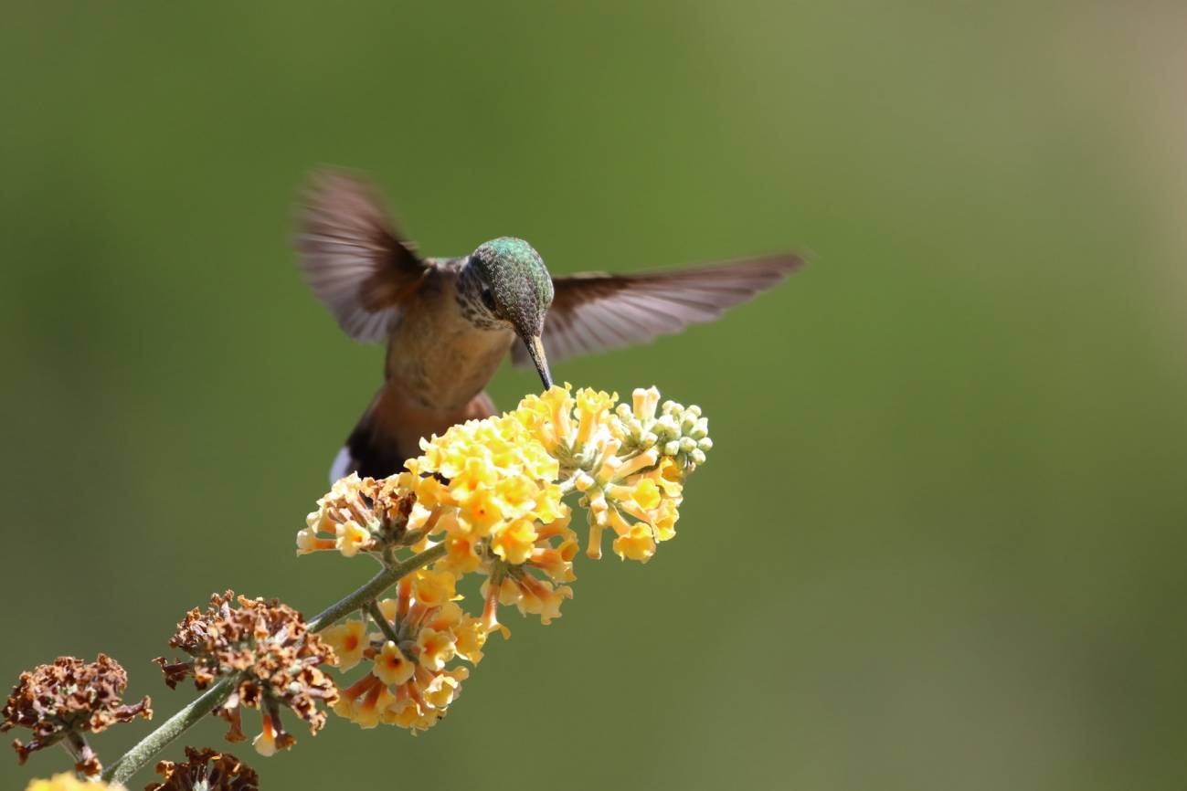 Un colibrí poliniza una flor
