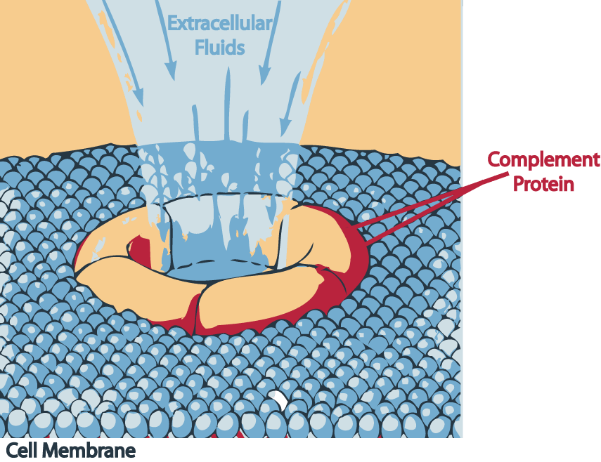Una proteína atacando una membrana celular. / Wikipedia
