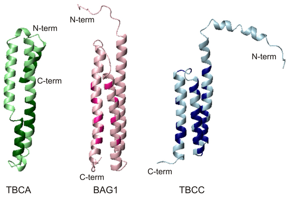 Proteína TBCC.