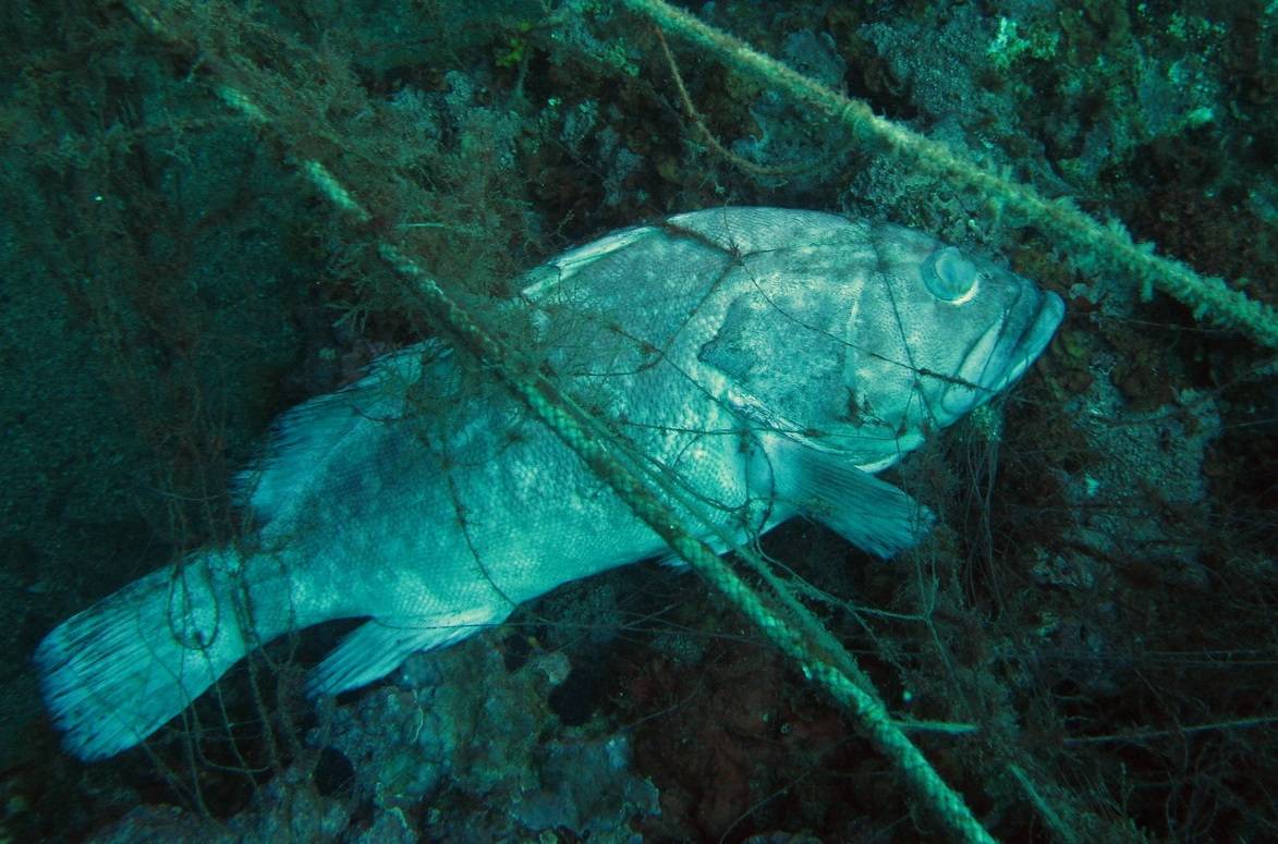 Las artes de pesca enrocadas en los fondos marinos son auténticas redes «fantasma» que continúan capturando organismos durante muchos meses (imagen: Bernat Hereu, UB-IRBio)