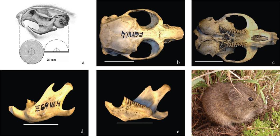 Microtus (iberomys)cabrerae_bescos et al (2014) Integrative Zoology