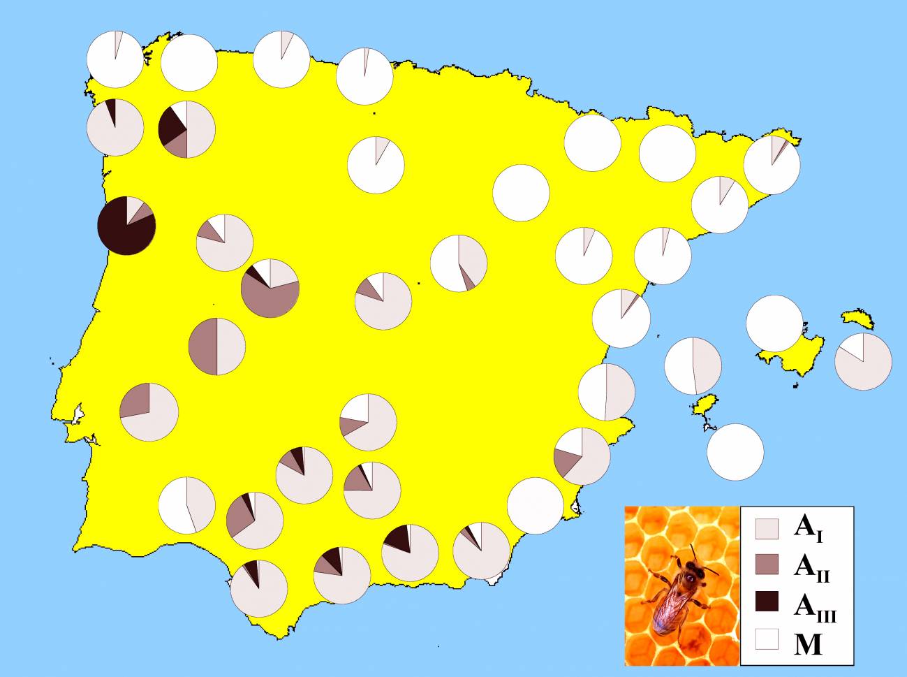 Mapa genético de la abeja doméstica