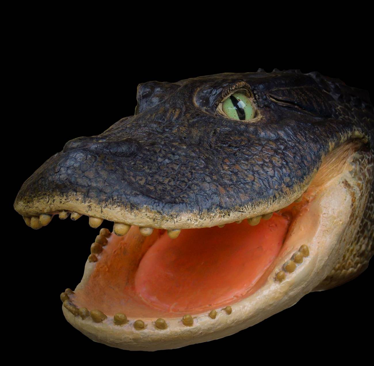 Siete especies de cocodrilo coexistieron en la Amazonia peruana hace 13  millones de años