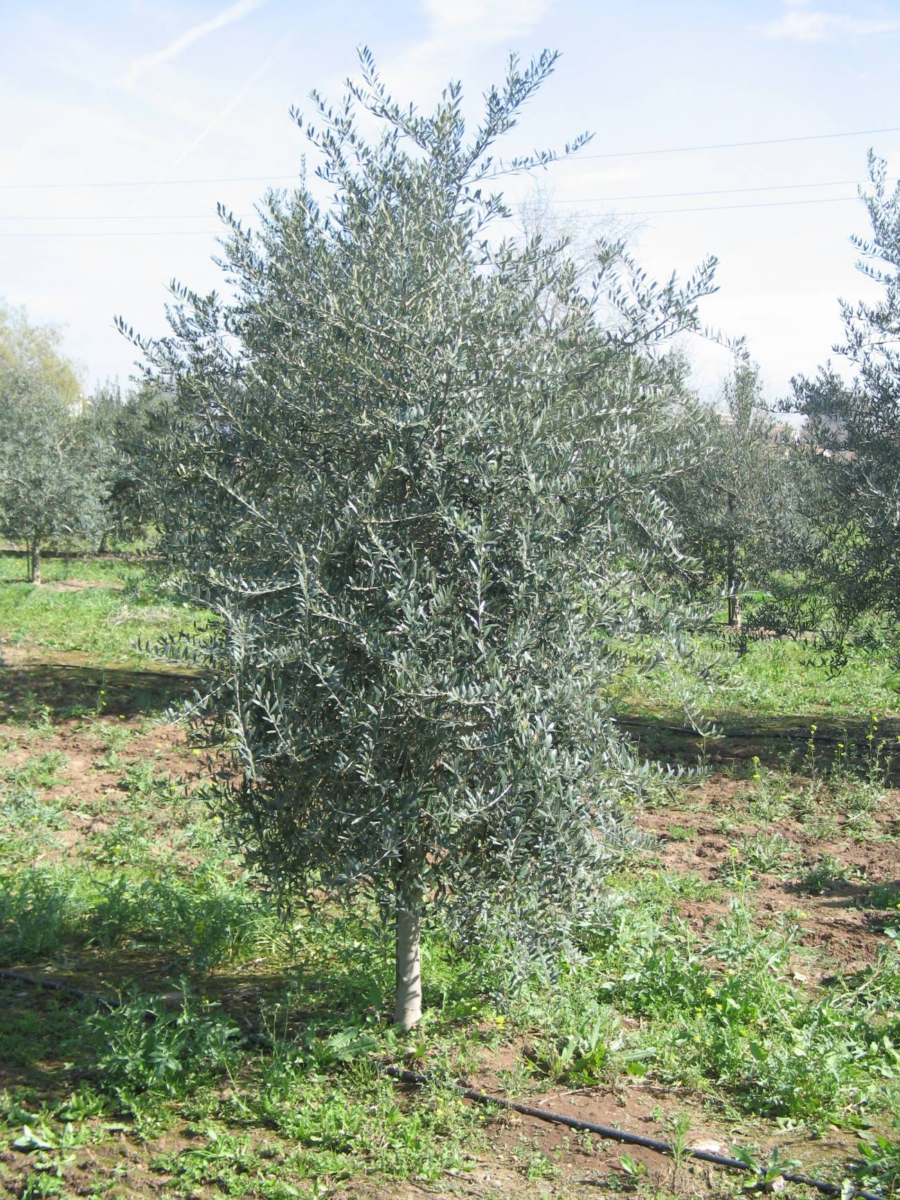 monitor Hacia moneda Sikitita': una nueva variedad de olivo más pequeño y productivo que los  tradicionales