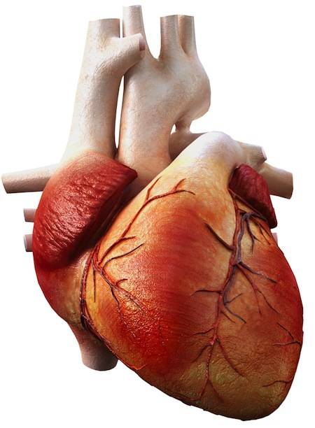 Solo dos de cada 1.000 españoles tiene un estado de salud cardiovascular ideal