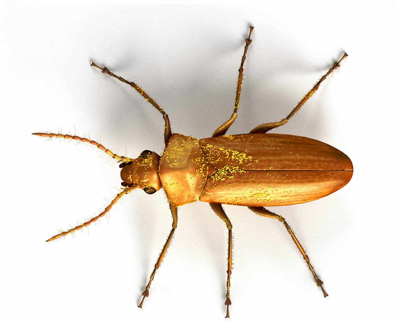 Darwinylus marcosi, un escarabajo que vivió hace 105 millones de años, seguía polinizando gimnospermas (plantas sin flor), cuando en los ecosistemas terrestres ya empezaban a abundar las angiospermas (plantas con flor). Imagen: José Antonio Peñas 