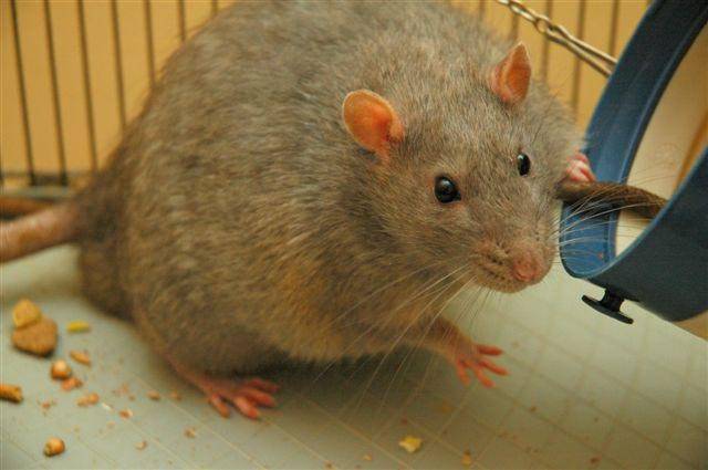El estudio ha utilizado ratas Zuker obesas y diabéticas. / Wikipedia.