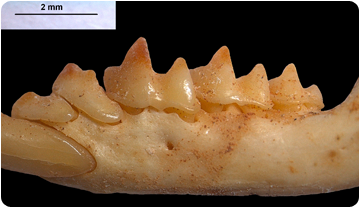 Imagen de una mandíbula de Nesiotite.