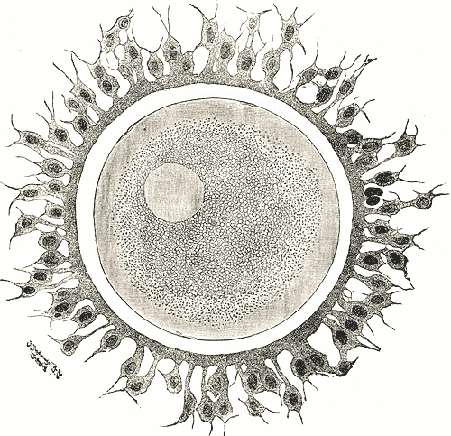 Ilustración de un óvulo.