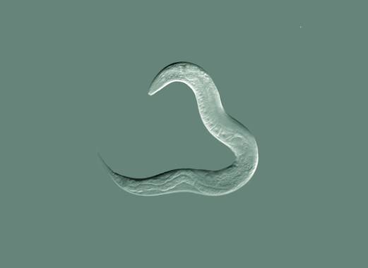 Ejemplar del gusano C.elegans. / Wikipedia