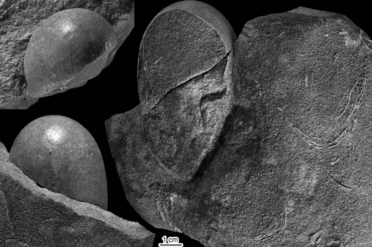 Fotografías de un ejemplar de huevo de dinosaurio Sankofa pyrenaica.