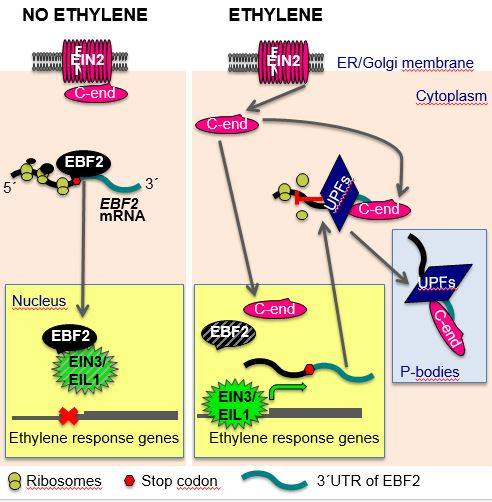 EIN2, componente clave en rutas de señal de plantas, es responsable de que la traducción de ciertas proteínas quede alterada en presencia de la hormona etileno.