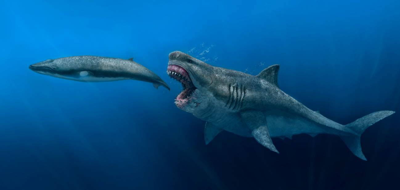 Un modelo 3D desvela que el megalodon podia devorar presas del tamano de una orca entera