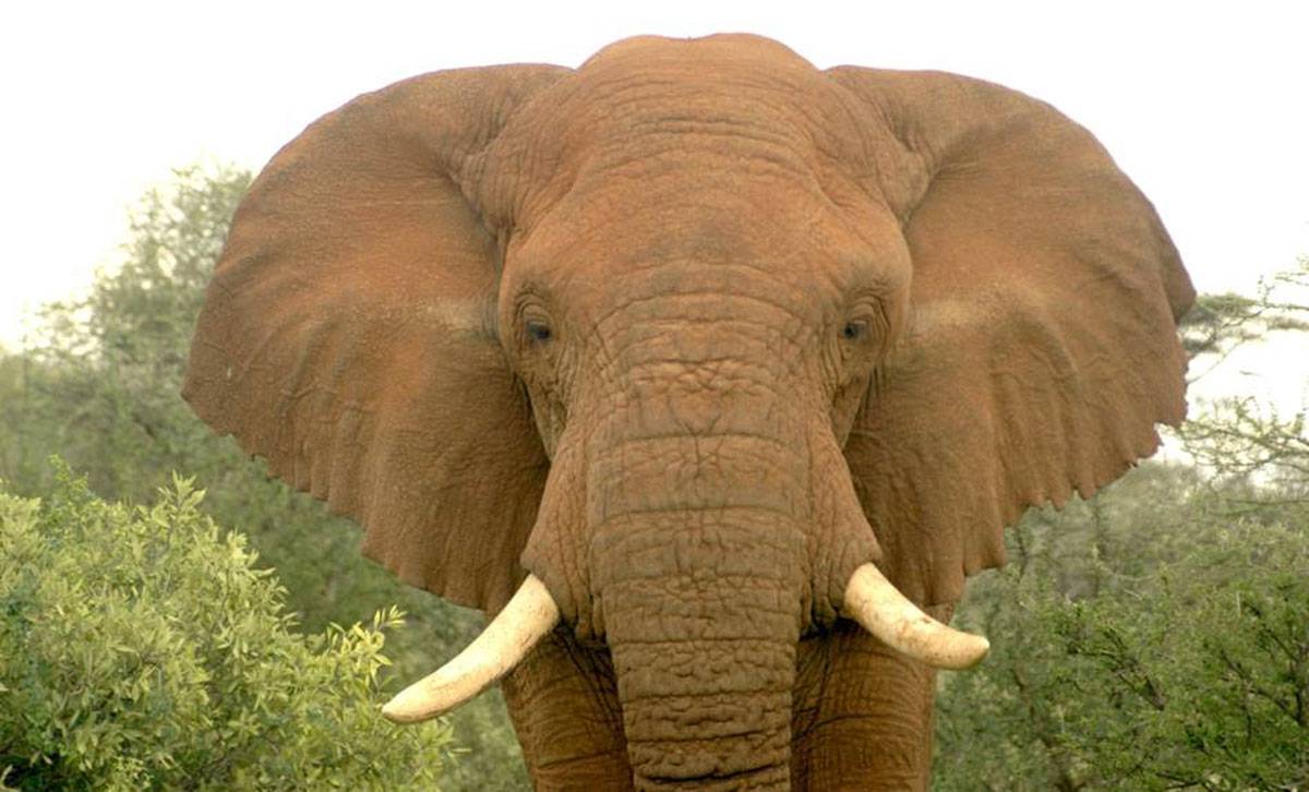  Changila, un elefante macho, entes de ser abatido por un cazador furtivo en a reserva de Samburu (Kenia). /  David Daballen