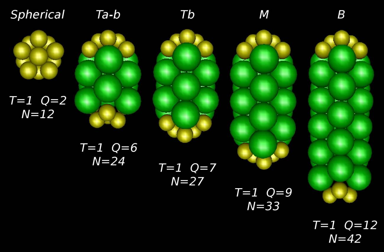 Un modelo físico describe las estructuras que pueden adquirir las cápsides  de los virus