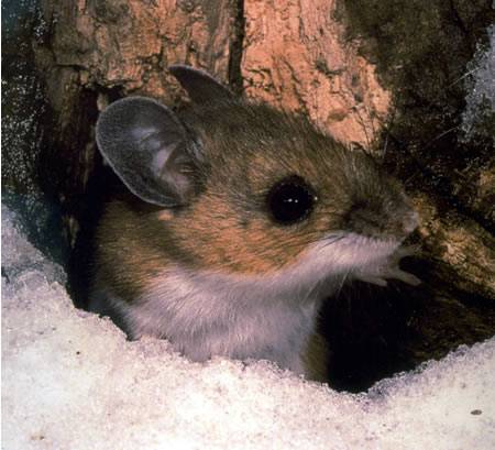 Los ratones ciervo transmiten el Hantavirus a los humanos / National Park Service.