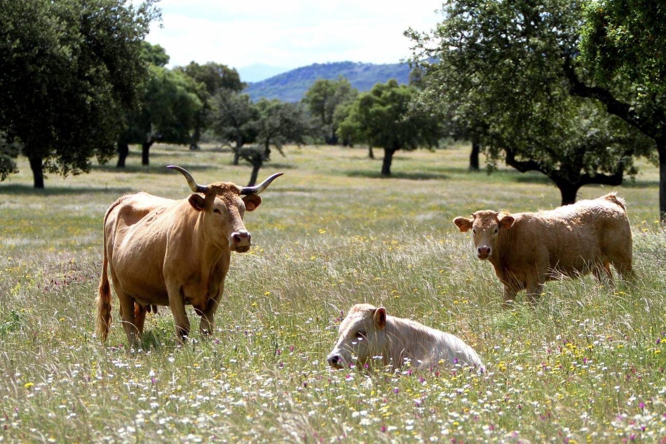 Un modelo optimiza la conservación de recursos genéticos animales de España