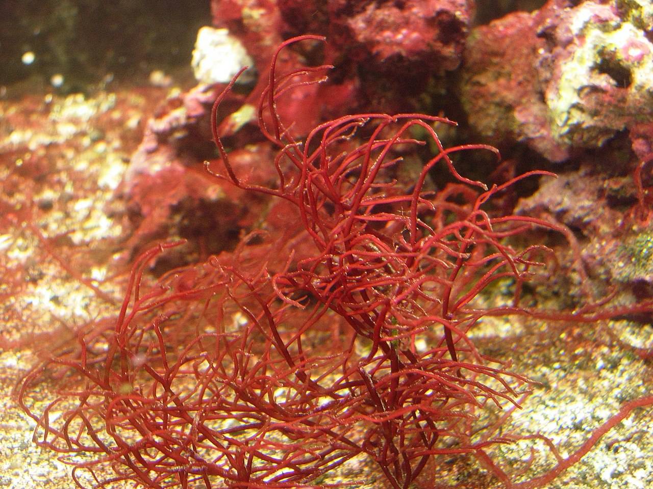 Un pequeno crustaceo marino poliniza las algas