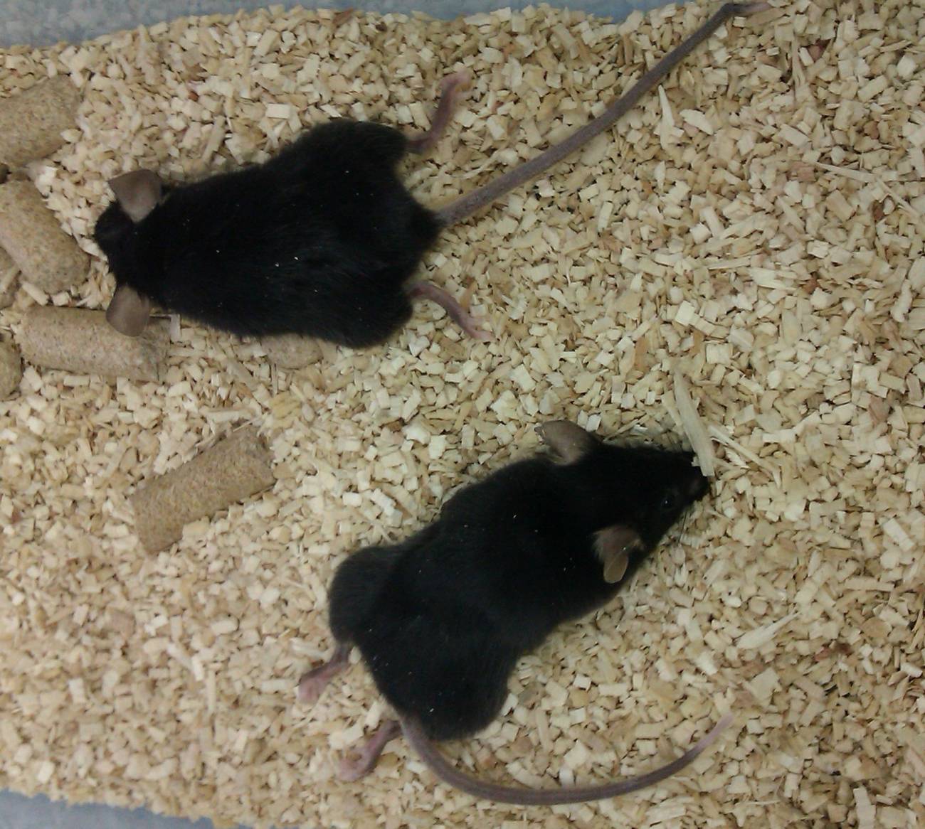 ratones deficientes en Coenzima Q.