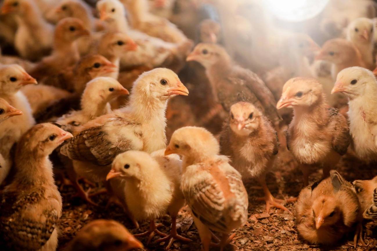 En las granjas de pollos (como esta en Sumatra, Indonesia) se trata de impedir que llegue la gripe aviar