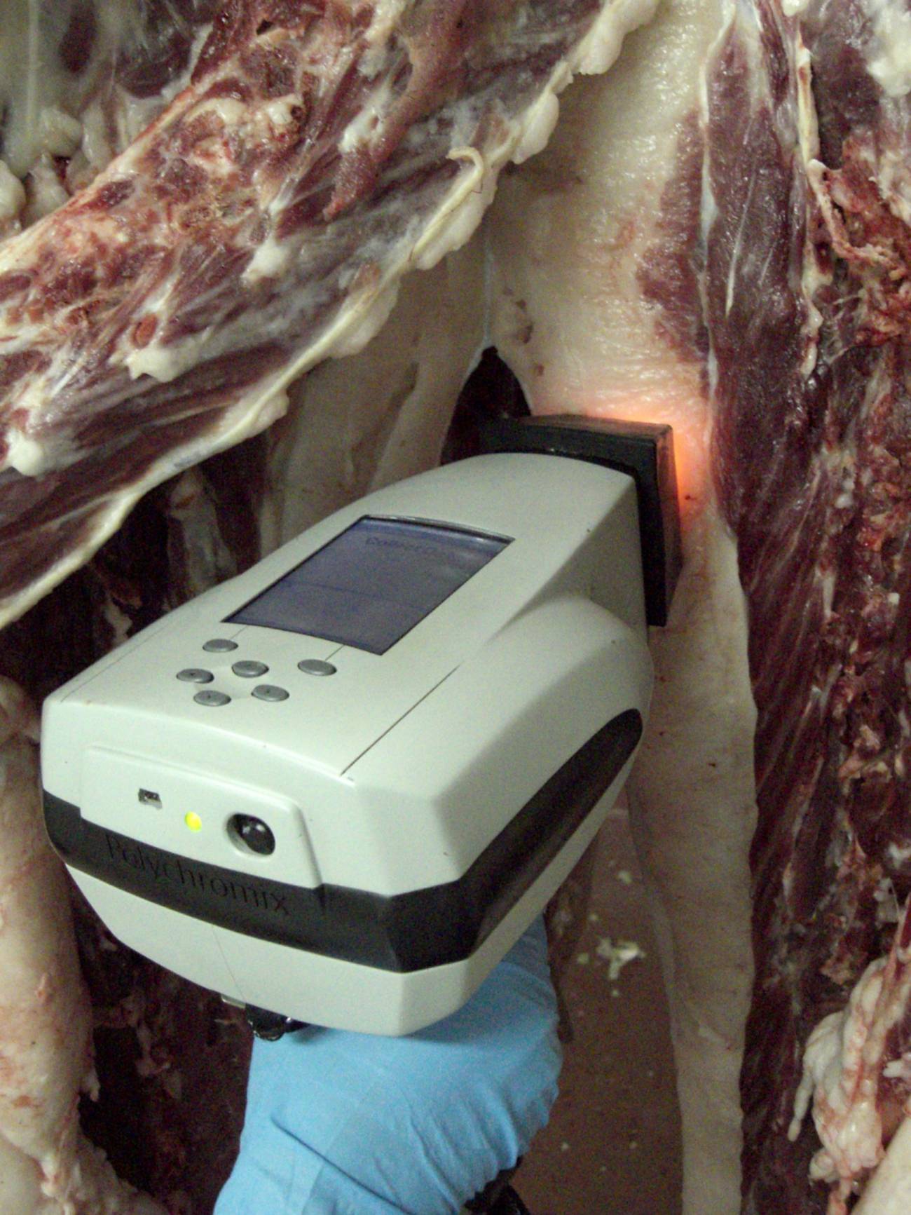 El sensor permite analizar las canales del cerdo ibérico en el propio matadero / Fundación Descubre
