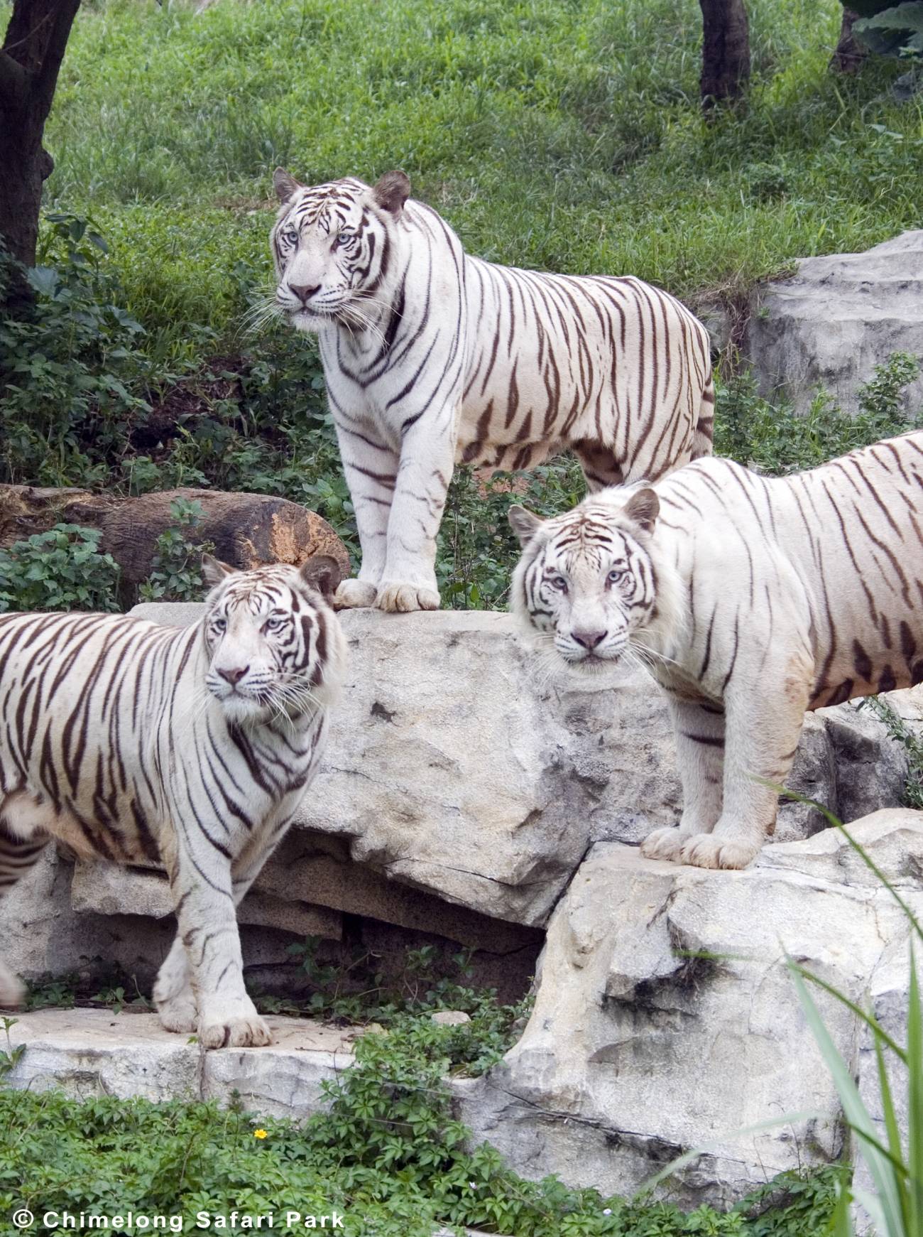 Imagem relacionada  Imagenes de tigres, Tigre blanco, Fotos de