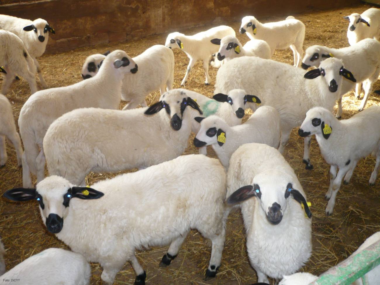 La investigación se ha llevado a cabo con ovejas de raza churra.