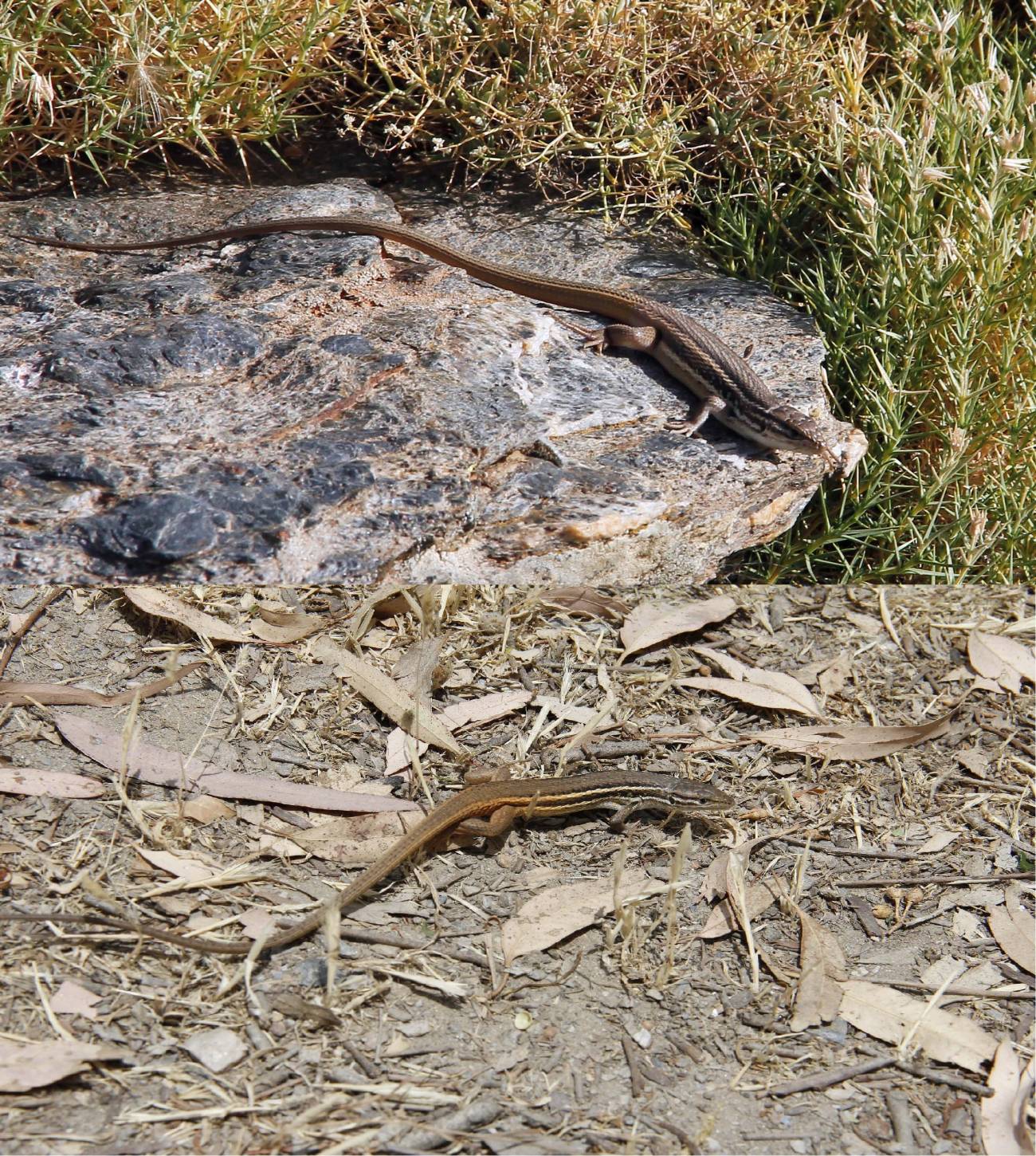 Dos ejemplares de lagartija colilarga de distinto tamaño (arriba, la que vive en cotas más altas). 