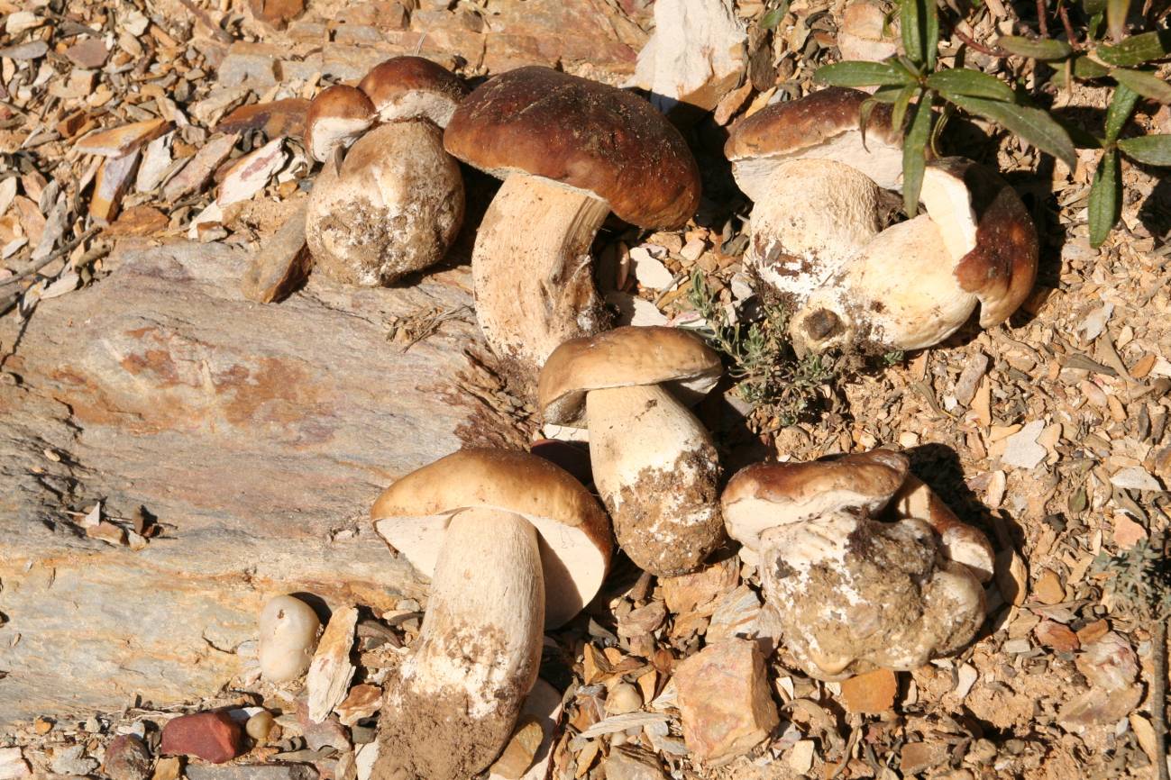 Los investigadores analizaron la producción de ‘Boletus edulis’ en una especie de jara típica de la España mediterránea, ‘Cistus ladanifer'