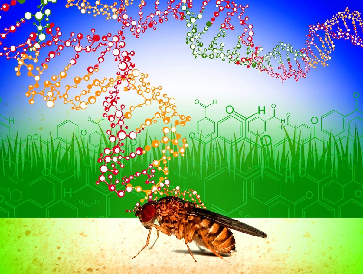 La diversidad genética presente en las poblaciones naturales de moscas de la fruta les permite adaptarse a la presencia de compuestos tóxicos ambientales. Crédito de la imagen: Roberto Torres