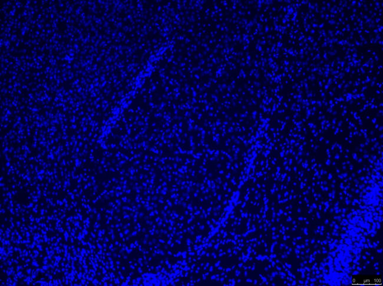 Imagen de microscopía de una amígdala de ratón.
