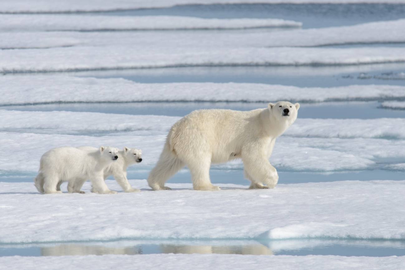 Una población de osos polares desconocida vive aislada acceso limitado al hielo marino
