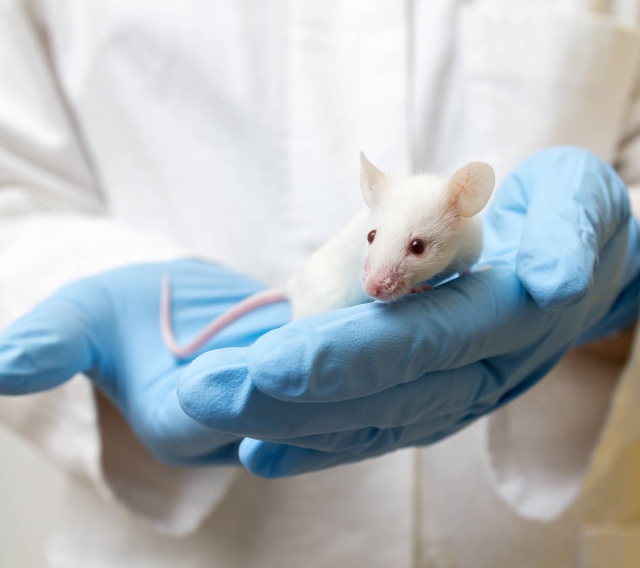 Los científicos probaron su vacuna anticancerígena de doble acción en un modelo de ratón con glioblastoma, un cáncer cerebral mortal