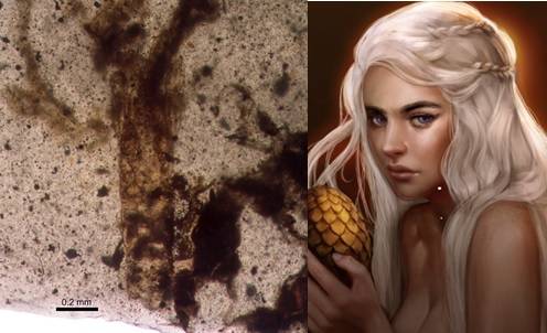 Una nueva especie cuidadora de la prole, la Daenerytanais maieuticus, debe su nombre al personaje de ficción Daenerys Targaryen, ‘Madre de Dragones’, la Khaleesi de la serie Juego de Tronos.