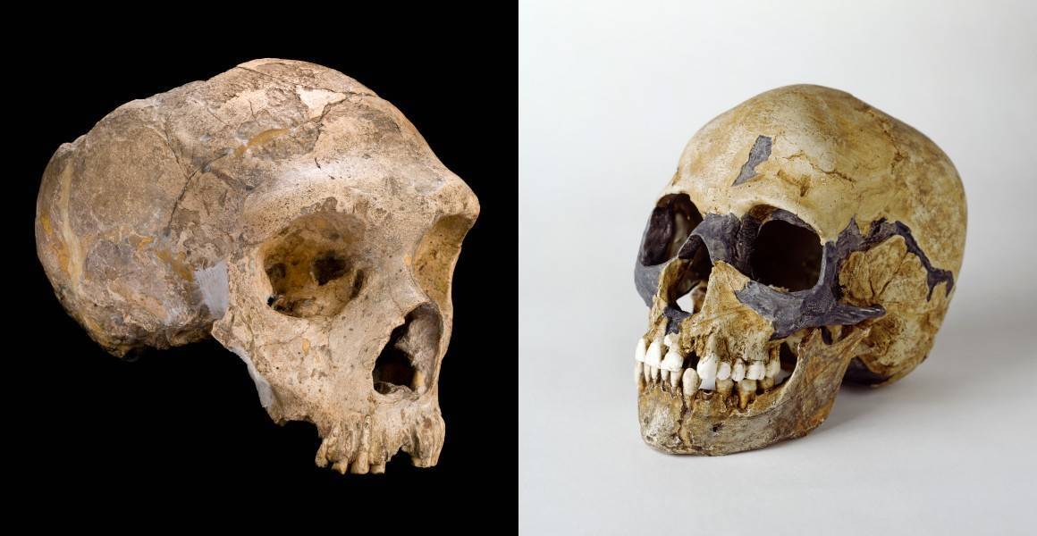 Cráneo de neandertal (a la izquierda) y de Homo sapiens (a la derecha). / © The Trustees of the Natural History Museum