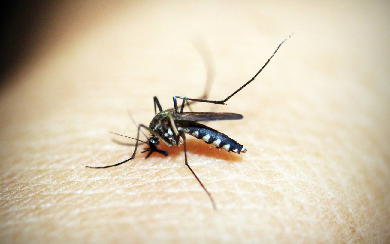 imagen del mosquito de la malaria sobre un brazo