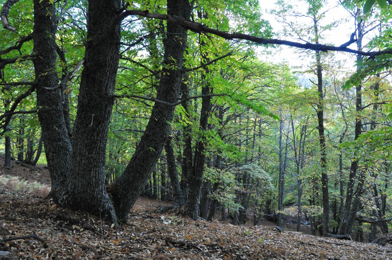 Bosque de castaños en El Tiemblo (Ávila). Imagen: Enrique Sacristán