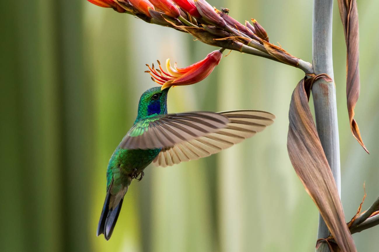 Destrucción del hábitat y brujería, dos amenazas para el ave más simbólica  de México