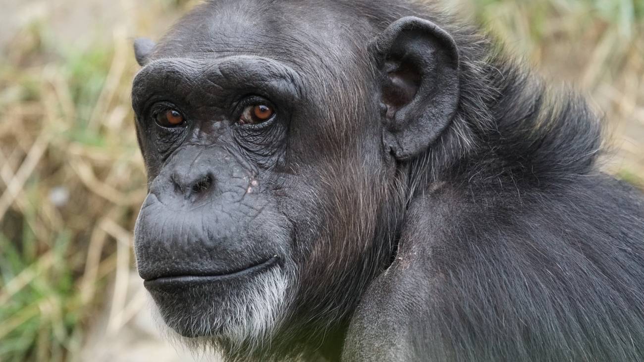 chimpancé mirando a cámara