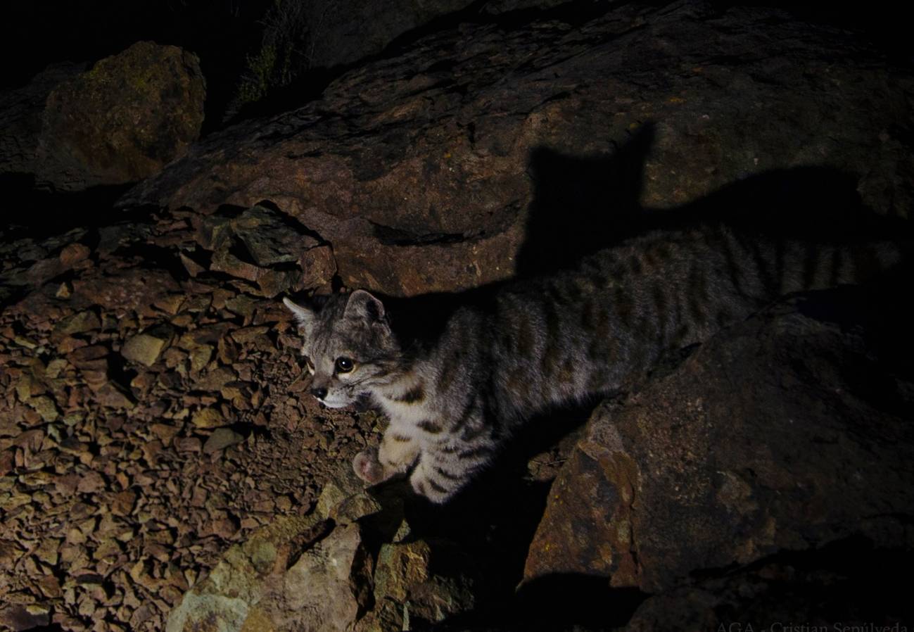 La gran mayoría de los investigadores solo lo conoce al gato andino por videos o fotos tomadas por 'cámaras-trampa'