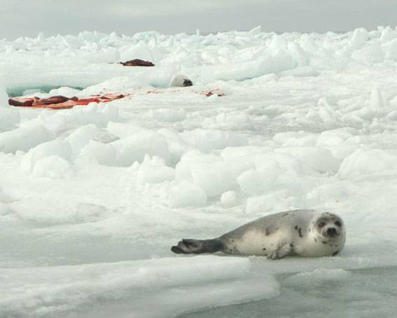 Matanza de focas de 2009 en Canadá