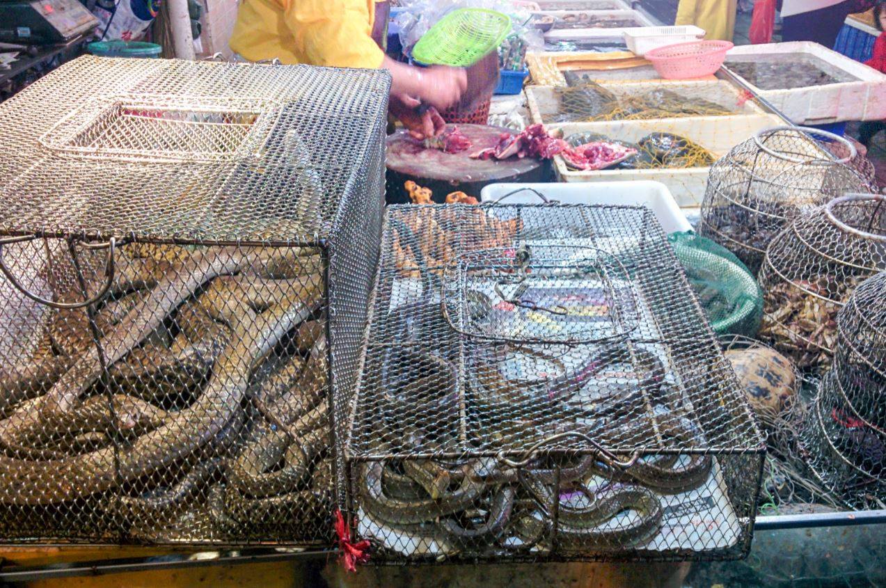Comercio de animales salvajes en un mercado chino