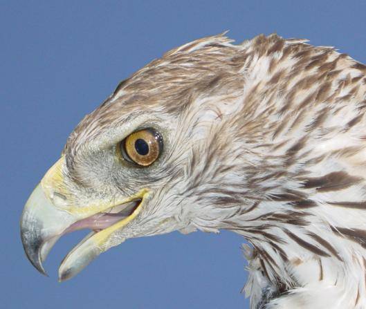  La muerte por electrocución es la primera causa de mortalidad del águila perdicera (Aquila fasciata)