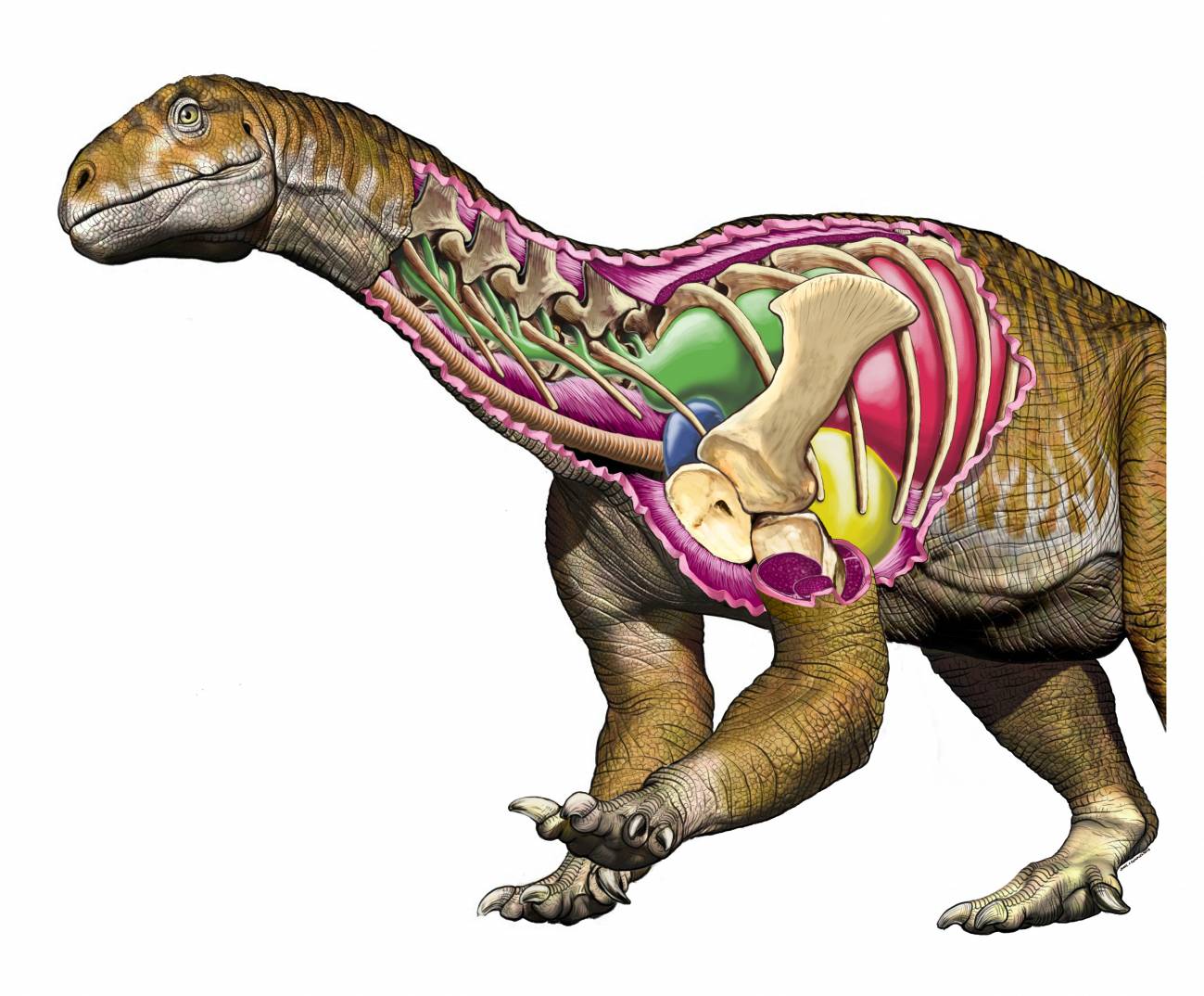 La dinosauria gigante más antigua